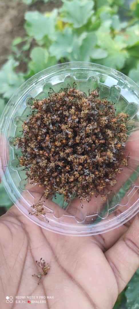 FRUIT FLY TRAP