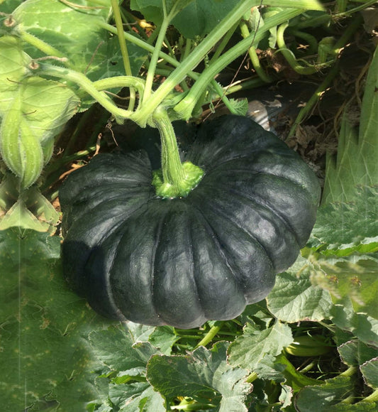 ASHOKA (Black)