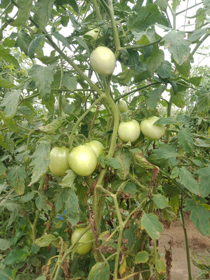 Sagar 44 Tomato