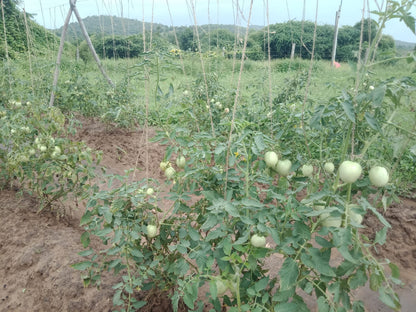 Sagar 44 Tomato