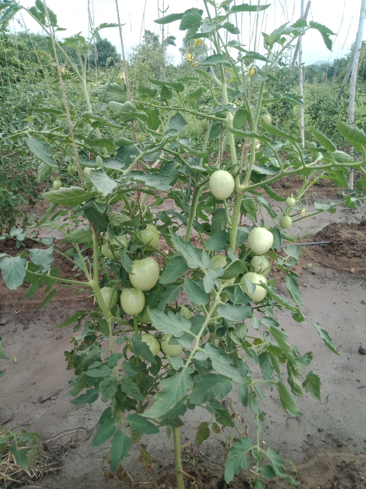 Sagar 44 Tomato