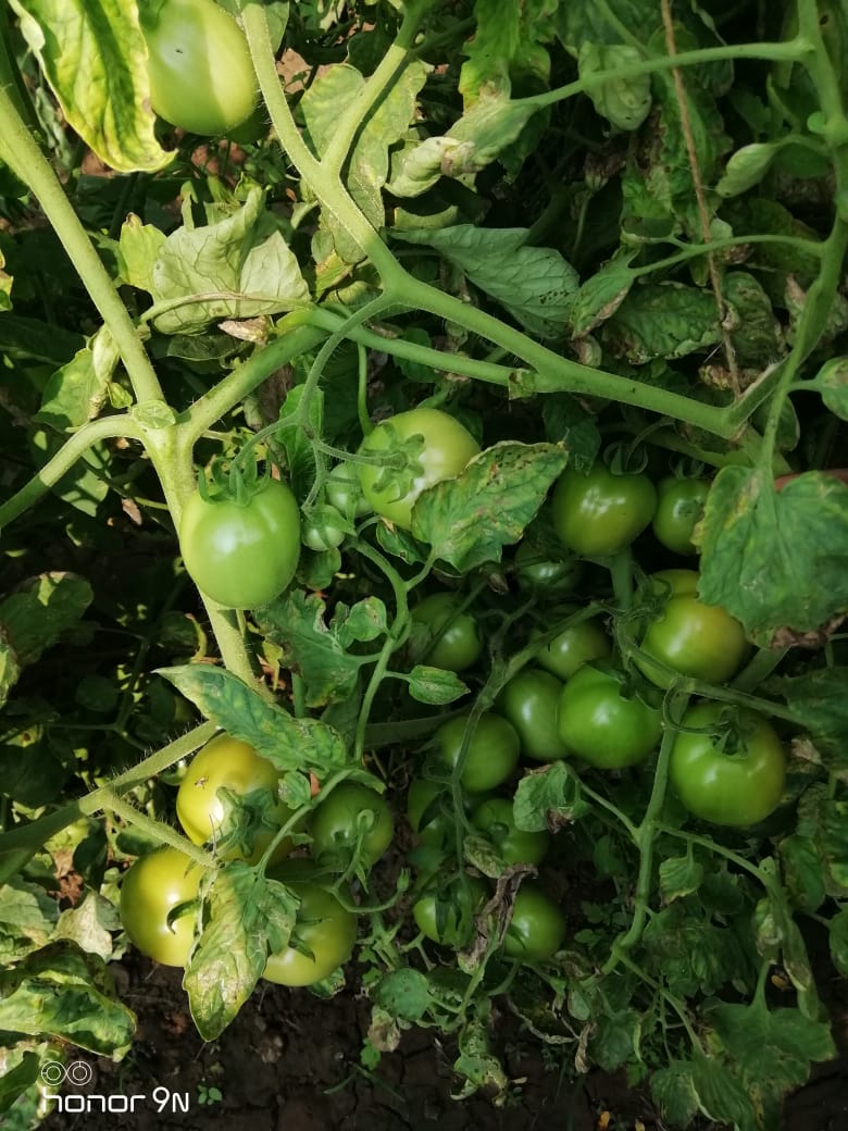 Sagar 44 Tomato