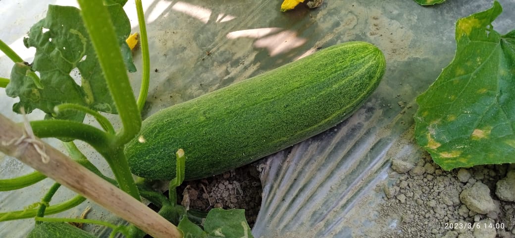 AVANI (Green)