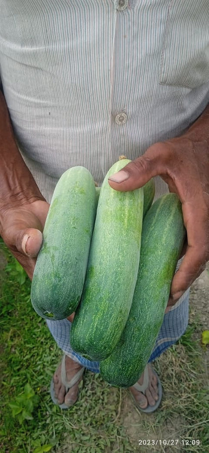 AVANI (Green)