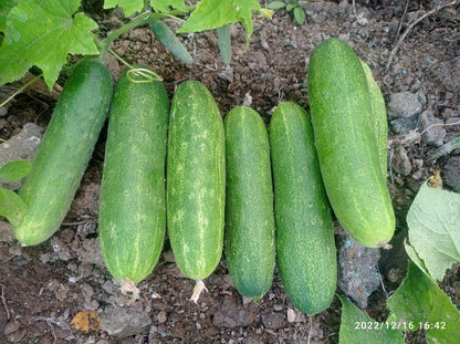 AVANI (Green)
