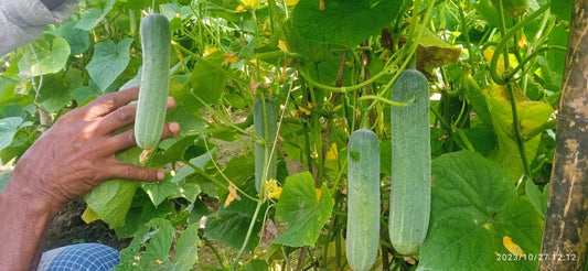 AVANI (Green)