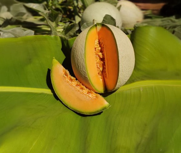 SHAYARA