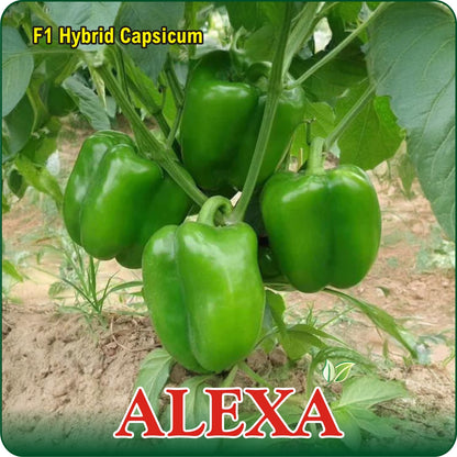 ALEXA