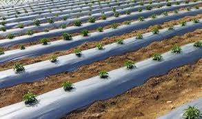 WATERMELON, Vegetables