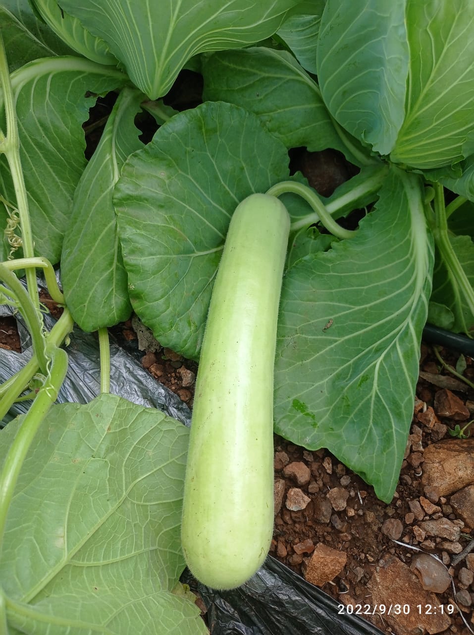 RASILI