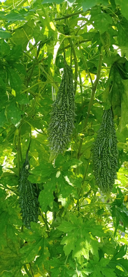 SAKSHI (Green)