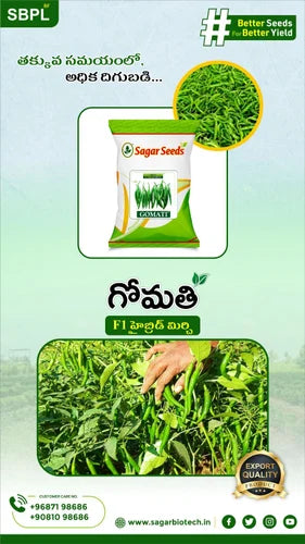 KALYANI GREEN CHILLI (Hybrid))