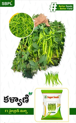 KALYANI GREEN CHILLI (Hybrid))