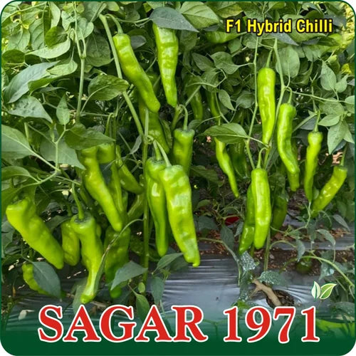 SAGAR 1971 (CHAPATA MIRCHI)
