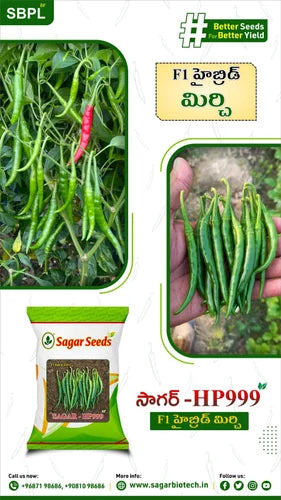 GOMATI HYBRID CHILLI