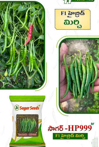SAGAR HP 999 CHILLI