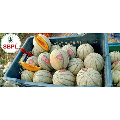 Vijay F1 Hybrid Muskmelon