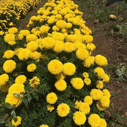 Yellow Karina Flower Hybrid Marigold Seed