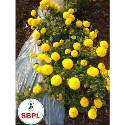 Yellow Karina Flower Hybrid Marigold Seed