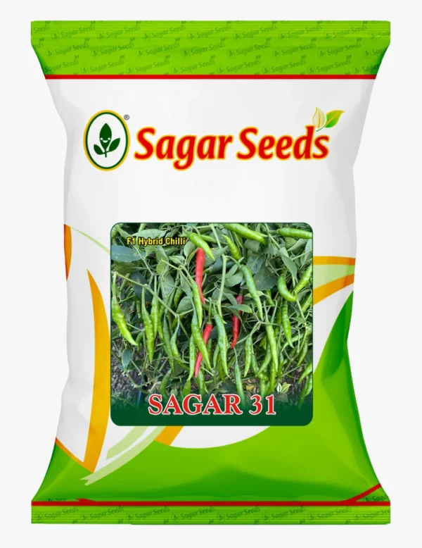 SAGAR 31