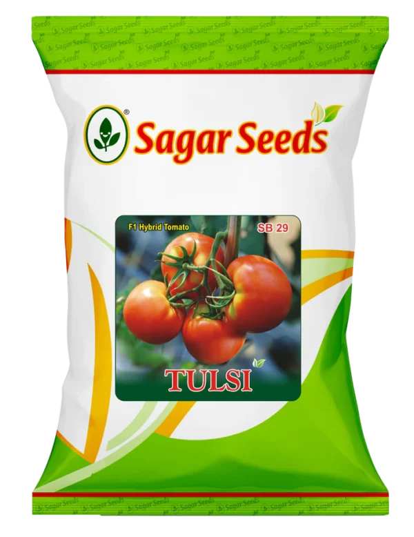 TULSI (ROUND)