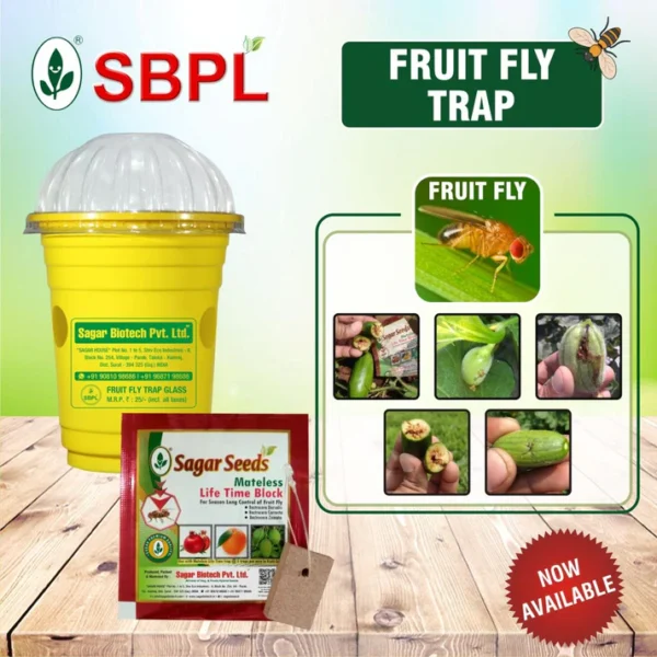 FRUIT FLY TRAP